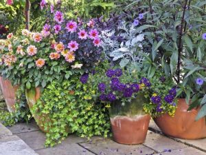 Lire la suite à propos de l’article Aménagements de jardins en conteneurs : idées de jardinage en conteneurs et plus encore