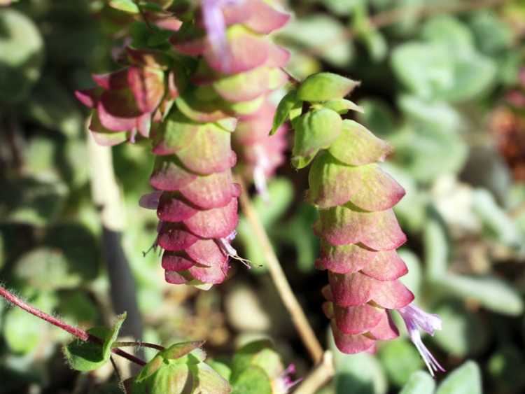 You are currently viewing Dittany Of Crete Herbs: Conseils pour cultiver du Dittany Of Crete