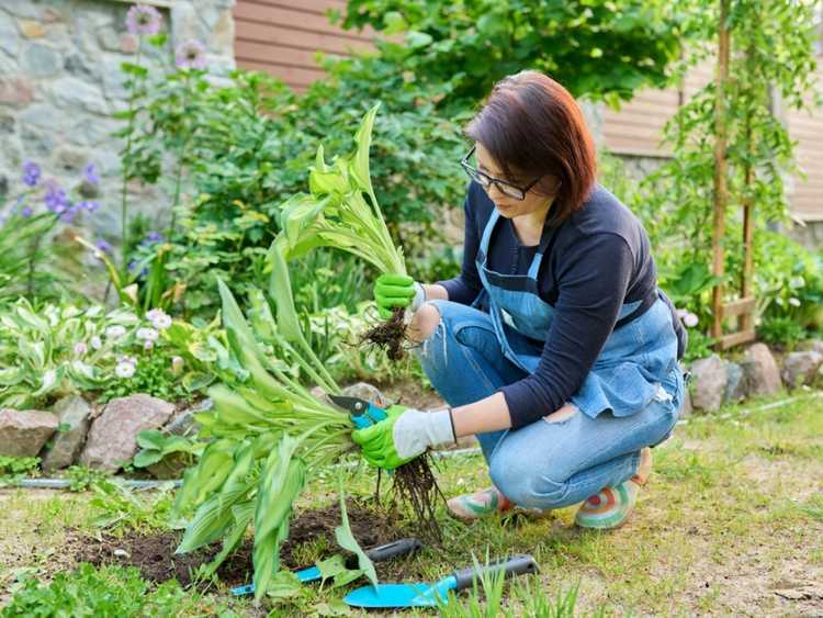 You are currently viewing Comment diviser les plantes vivaces au printemps