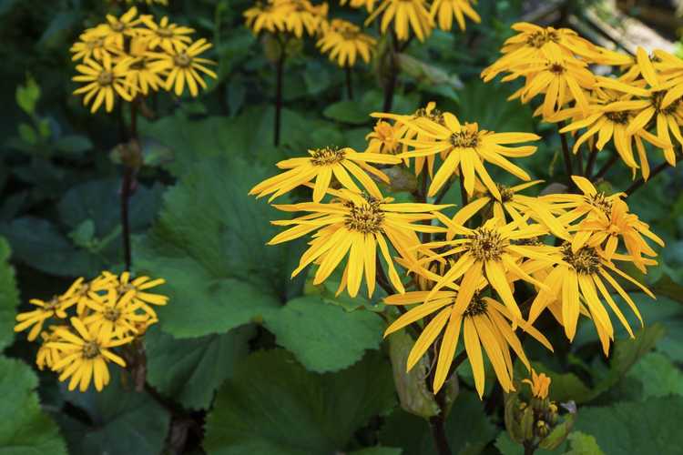 You are currently viewing La Ligularia peut-elle être divisée – Apprenez à diviser les plantes de Ligularia