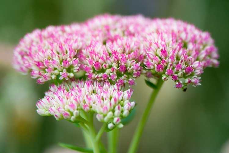 You are currently viewing Diviser les plantes de Sedum : comment diviser une plante de Sedum