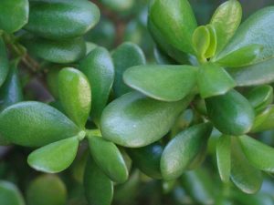 Lire la suite à propos de l’article Séparer les plantes de jade – Apprenez quand diviser les plantes de jade