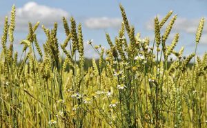 Lire la suite à propos de l’article Cultures de couverture pour lutter contre les mauvaises herbes : quand planter des cultures de couverture pour supprimer les mauvaises herbes