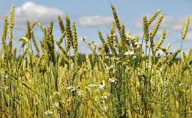 You are currently viewing Cultures de couverture pour lutter contre les mauvaises herbes : quand planter des cultures de couverture pour supprimer les mauvaises herbes