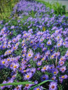 Lire la suite à propos de l’article Comment diviser les asters : conseils pour cracher des plantes d'aster dans le jardin