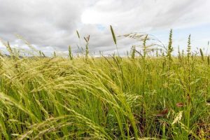 Lire la suite à propos de l’article Qu'est-ce que l'herbe de Teff – En savoir plus sur la plantation de cultures de couverture d'herbe de Teff