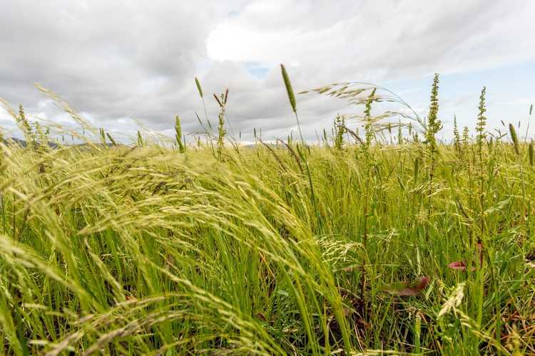 You are currently viewing Qu'est-ce que l'herbe de Teff – En savoir plus sur la plantation de cultures de couverture d'herbe de Teff