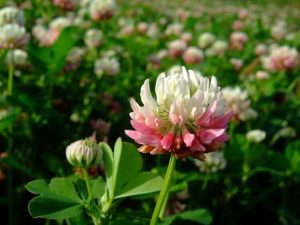 Lire la suite à propos de l’article Qu'est-ce qu'Alsike Clover : Apprenez à cultiver des plantes de Alsike Clover