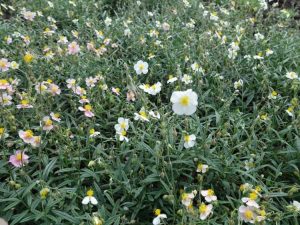 Lire la suite à propos de l’article Que sont les plantes Helianthemum – Conseils et informations sur les soins de Sunrose