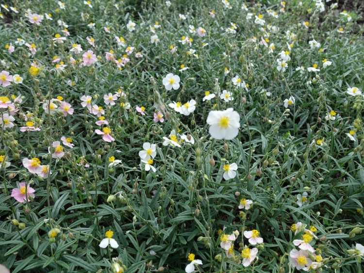 You are currently viewing Que sont les plantes Helianthemum – Conseils et informations sur les soins de Sunrose