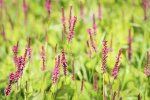 Lire la suite à propos de l’article Identification Smartweed – Comment contrôler les plantes Smartweed