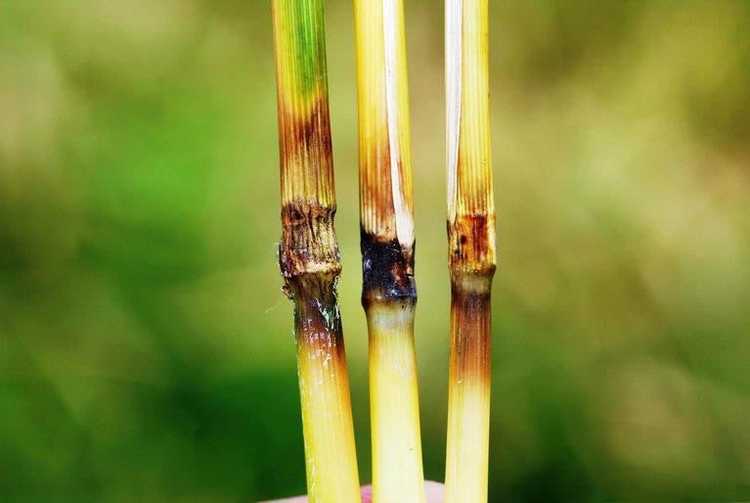 You are currently viewing Signes de la maladie de la pyriculariose du riz : découvrez le traitement contre la pyriculariose du riz