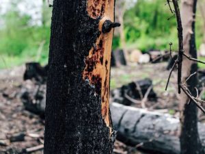 Lire la suite à propos de l’article Évaluation des dommages causés aux arbres par le feu : conseils pour réparer les arbres brûlés