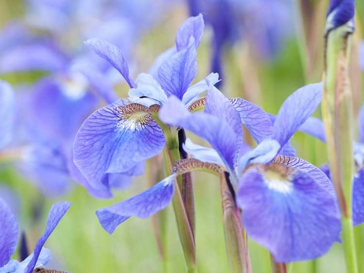 You are currently viewing Identifier les dommages causés par le foreur de l'iris et tuer les foreurs de l'iris