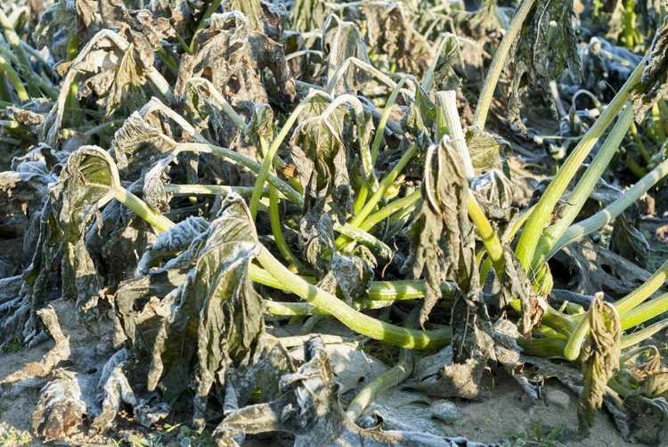 You are currently viewing Protection des plantes de courgettes : protéger les plantes de courgettes du gel et des parasites