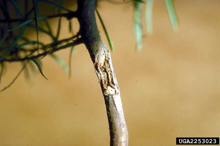 You are currently viewing Insectes ravageurs des canneberges : comment traiter les ravageurs des canneberges