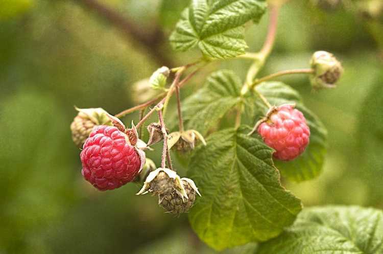 You are currently viewing Qu'est-ce que le virus des traces de tabac : découvrez les dommages causés par les traces de tabac sur les plants de framboisiers