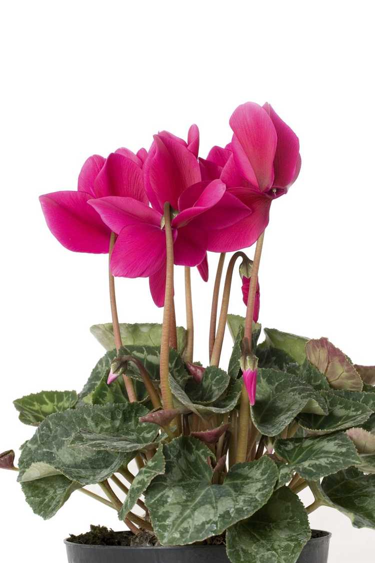 You are currently viewing Période de dormance du cyclamen – Mon cyclamen est-il dormant ou mort