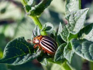 Lire la suite à propos de l’article Se débarrasser des doryphores de la pomme de terre : comment tuer le doryphore de la pomme de terre