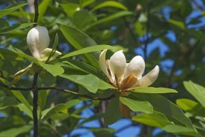 Lire la suite à propos de l’article Maladies des arbres Sweetbay Magnolia – Traiter un Sweetbay Magnolia malade