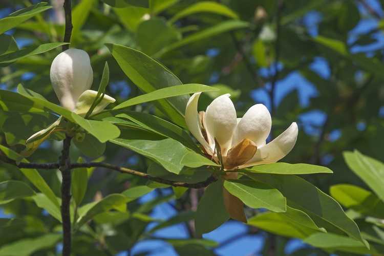 You are currently viewing Maladies des arbres Sweetbay Magnolia – Traiter un Sweetbay Magnolia malade