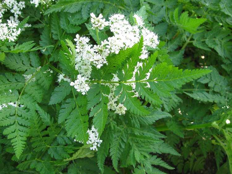 You are currently viewing Sweet Cicely Care – Conseils sur la culture des herbes Sweet Cicely