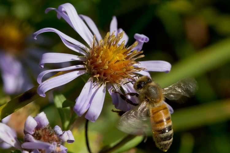 You are currently viewing Informations sur la plante Douglas Aster: Prendre soin des fleurs de Douglas Aster dans les jardins