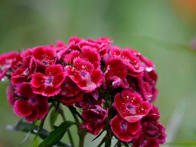 You are currently viewing Annuelles résistantes au froid – Choisir des plantes annuelles pour les climats froids