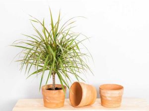 Lire la suite à propos de l’article Soins du Dracaena : Comment faire pousser un Dracaena comme plante d'intérieur