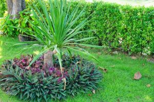 Lire la suite à propos de l’article Cultiver du Dracaena dans le jardin – Pouvez-vous planter du Dracaena à l'extérieur