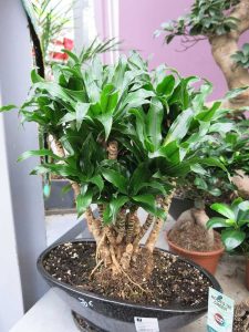Lire la suite à propos de l’article Soins du bonsaï Dracaena : comment former un Dracaena comme bonsaï
