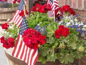 Lire la suite à propos de l’article Fleurs du drapeau américain – Comment faire pousser un jardin rouge, blanc et bleu