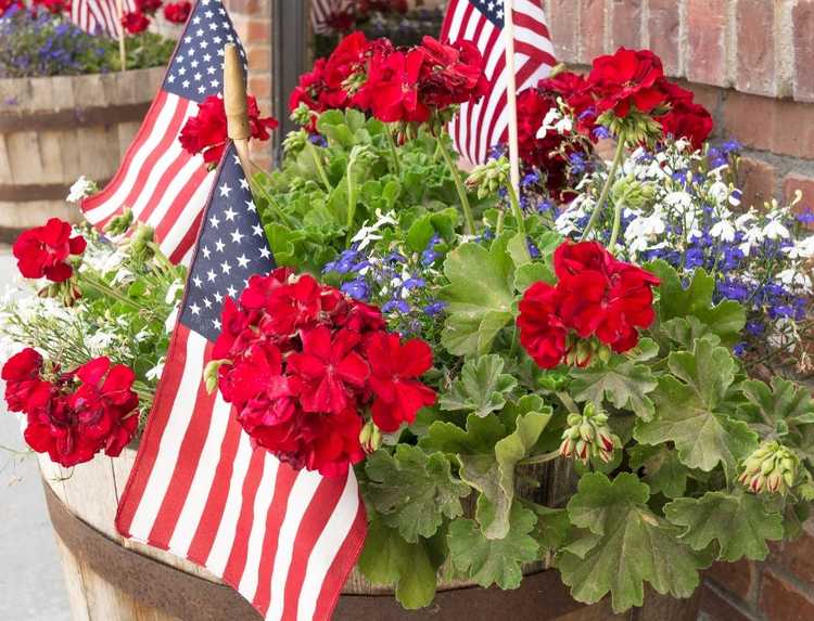 You are currently viewing Fleurs du drapeau américain – Comment faire pousser un jardin rouge, blanc et bleu