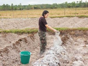 Lire la suite à propos de l’article Sol et calcium – Comment le calcium affecte les plantes