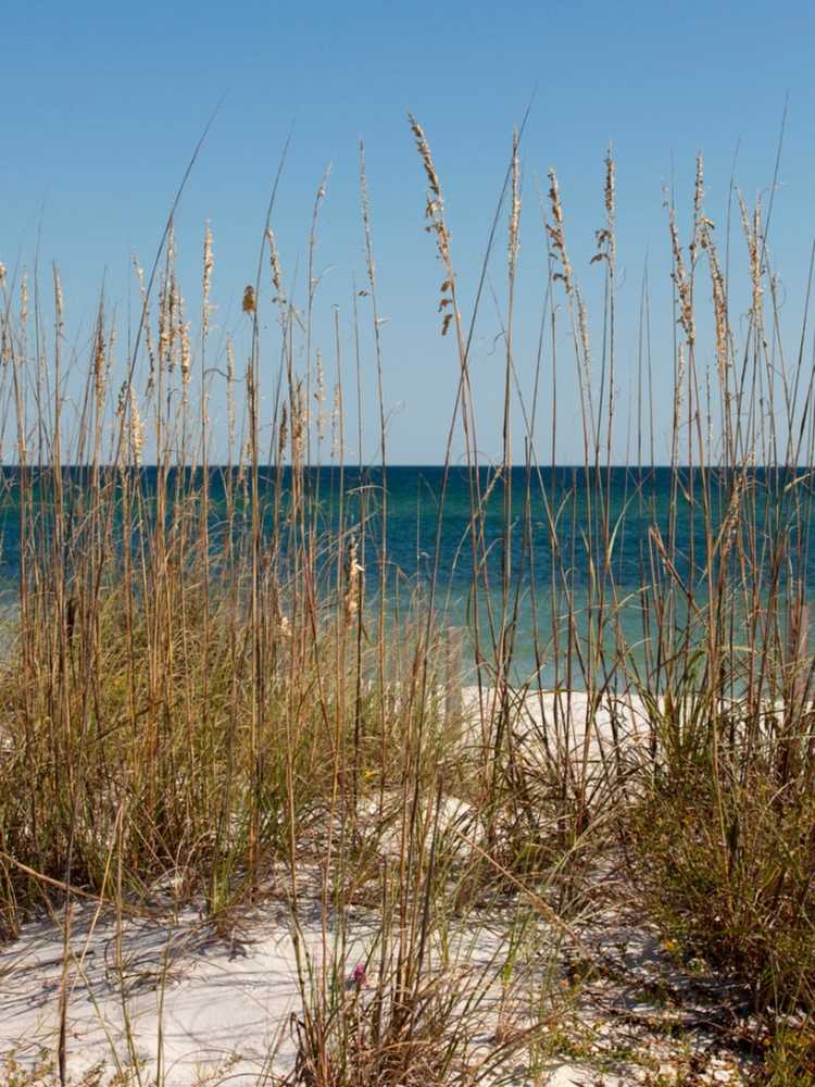 You are currently viewing Entretien de l'herbe de plage américaine : plantation d'herbe de plage dans les jardins