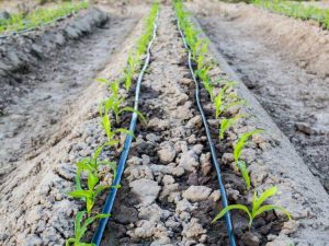 Lire la suite à propos de l’article À quelle fréquence et combien de temps exécuter l’irrigation goutte à goutte