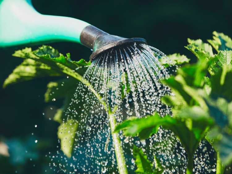 Lire la suite à propos de l’article Eau adoucie et plantes : utiliser de l'eau adoucie pour l'arrosage