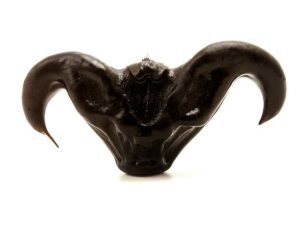 Lire la suite à propos de l’article Informations sur les noix de chauve-souris : en savoir plus sur les noix Caltrop à eau