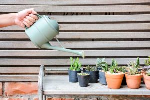 Lire la suite à propos de l’article Plantes succulentes et eau de pluie : quelle est la meilleure eau pour les plantes succulentes