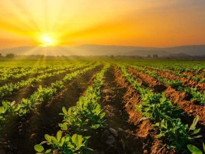 Lire la suite à propos de l’article Arroser les plants d'arachide : comment et quand arroser un plant d'arachide