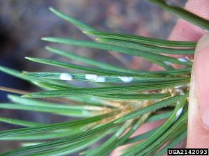 Lire la suite à propos de l’article Qu'est-ce que la cochenille des aiguilles de pin : comment contrôler la cochenille des aiguilles de pin