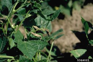 Lire la suite à propos de l’article Qu'est-ce que l'insolation des haricots : gérer les symptômes de l'insolation dans les plants de haricots