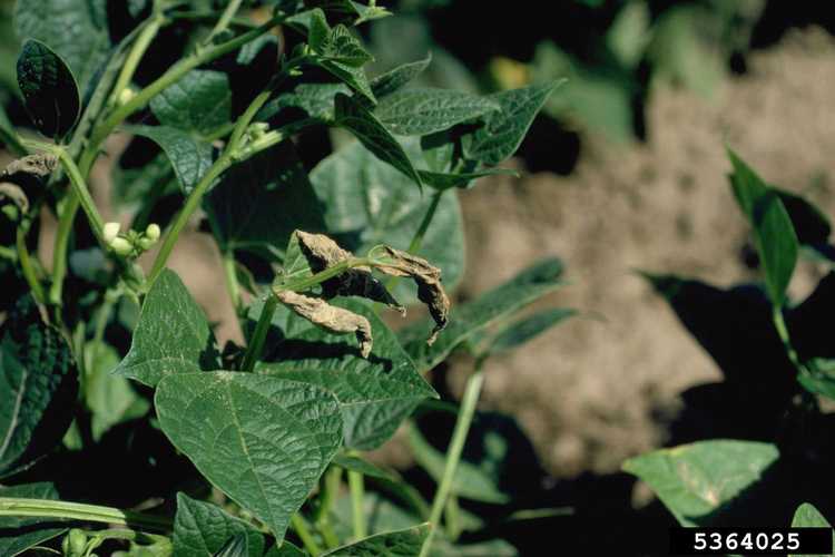 You are currently viewing Qu'est-ce que l'insolation des haricots : gérer les symptômes de l'insolation dans les plants de haricots