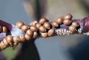 Lire la suite à propos de l’article Qu'est-ce que la cochenille blindée : identifier les cochenilles blindées sur les plantes