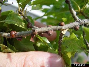 Lire la suite à propos de l’article Que sont les coccides – En savoir plus sur le contrôle des coccides sur les plantes