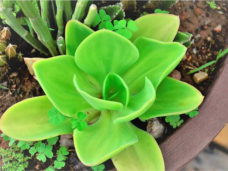 Lire la suite à propos de l’article Informations sur la plante Echeveria Pallida : Cultiver des plantes succulentes Echeveria argentines