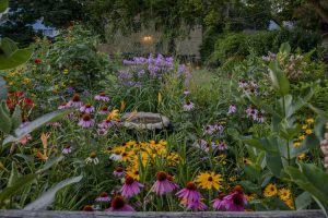 Lire la suite à propos de l’article Plantes compagnes pour l'échinacée : découvrez quoi planter avec des échinacées