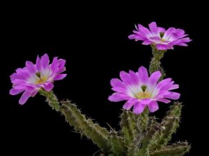 Lire la suite à propos de l’article Soins des plantes Ladyfinger – Informations sur le cactus Ladyfinger