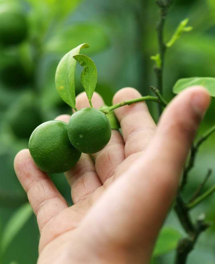 You are currently viewing Éclaircissage des fruits des agrumes : pourquoi devriez-vous éclaircir les agrumes