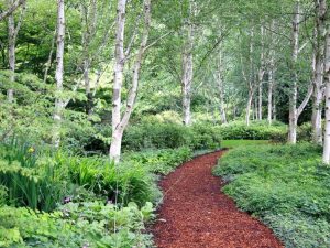 Lire la suite à propos de l’article Cultivez de beaux arbres à l’écorce blanche